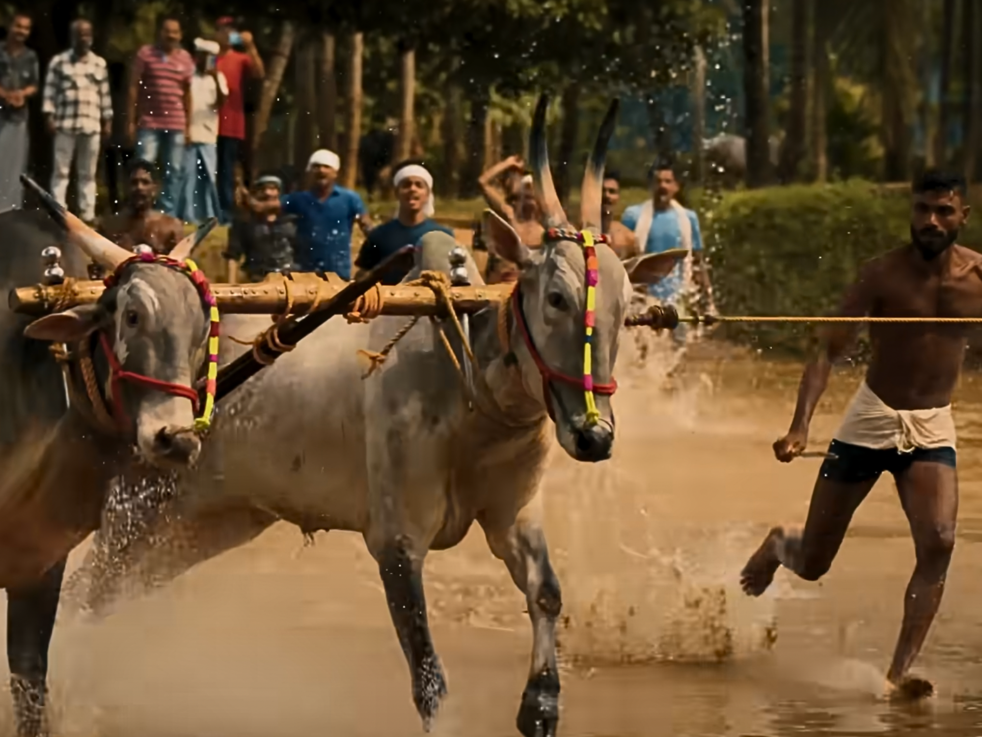 Ever Seen Someone Waterski Behind a Pair of Cows?